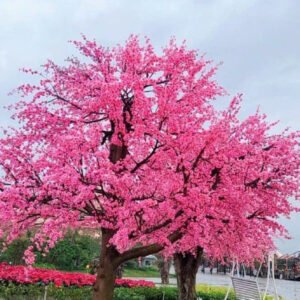 Cây Hoa Anh Đào 10