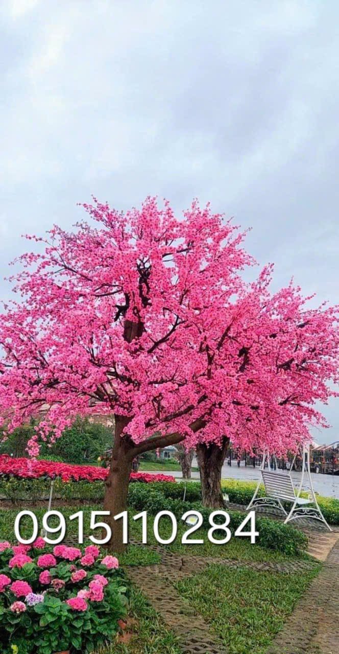 Cây Hoa Anh Đào 10