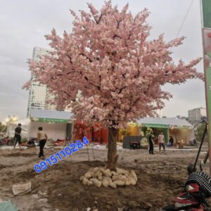 Cây Hoa Anh Đào 12