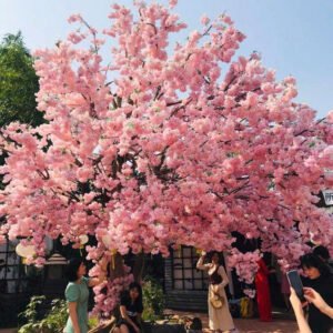 Cây Hoa Anh Đào 13