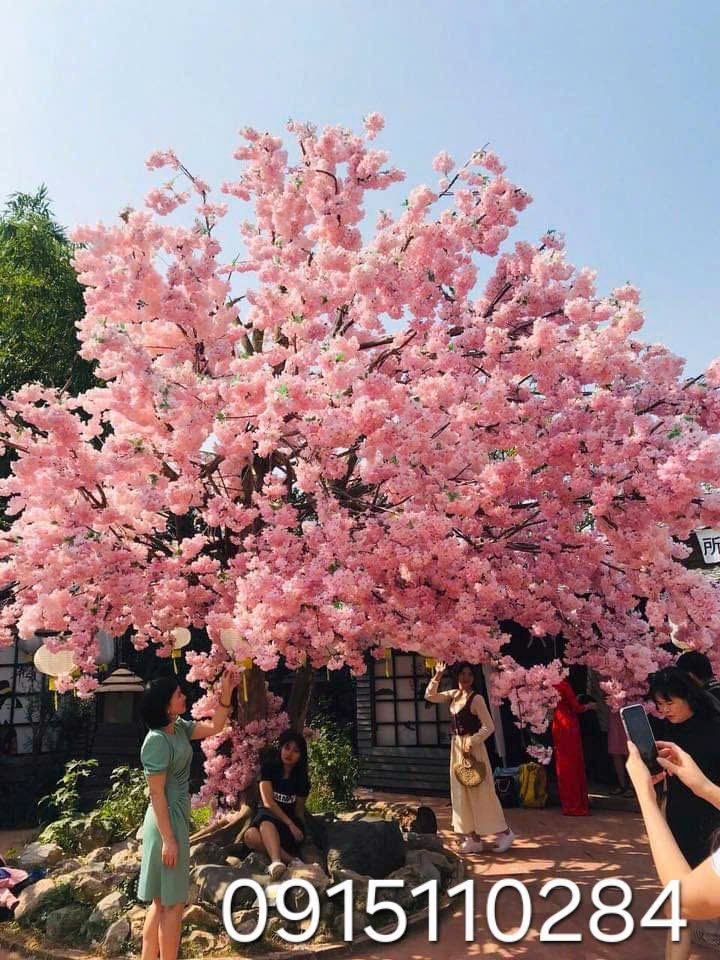 anh dao 13 - Giới thiệu