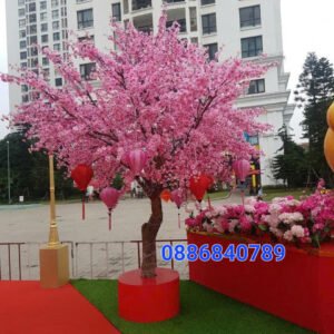 Cây Hoa Anh Đào 16