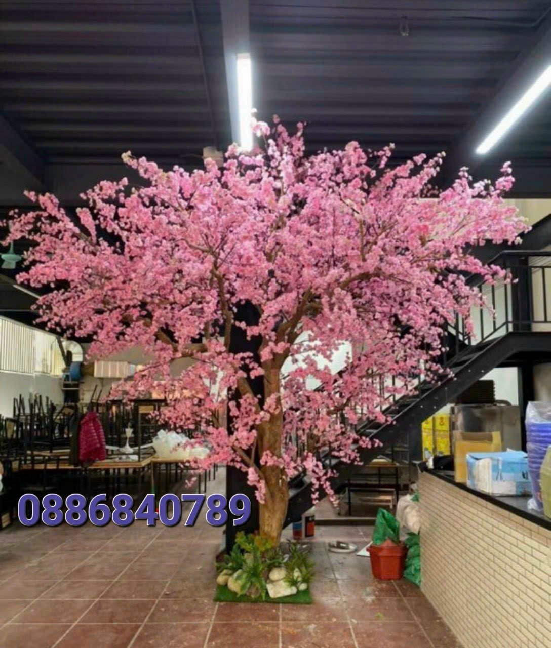 Cây Hoa Anh Đào 02