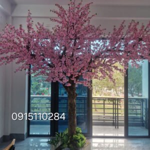 Cây Hoa Anh Đào 08