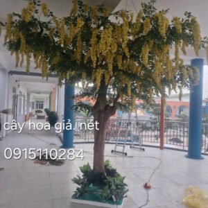 Cây Lá Hoa Rủ 03