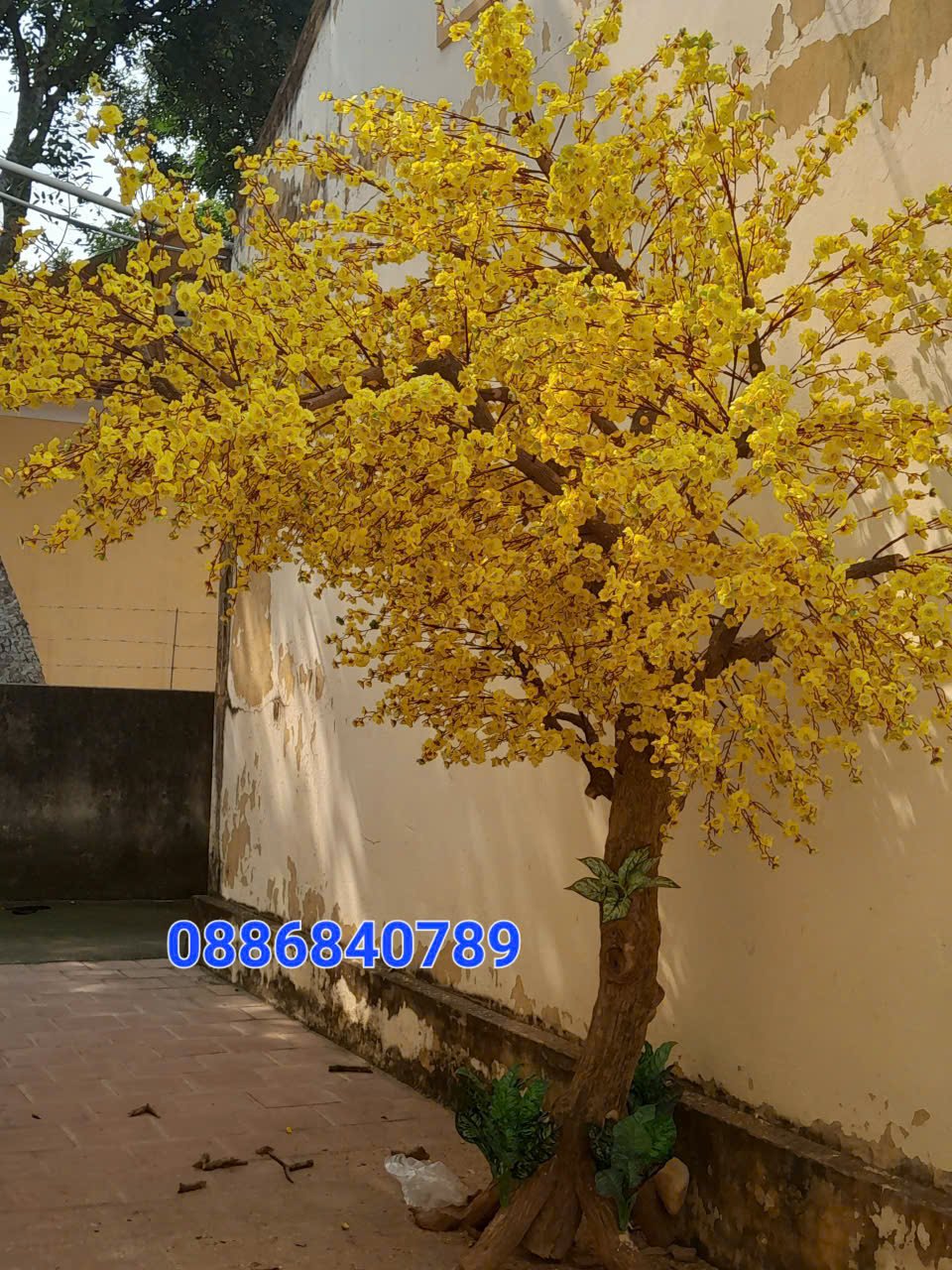 hoa mai 1 - Giới thiệu